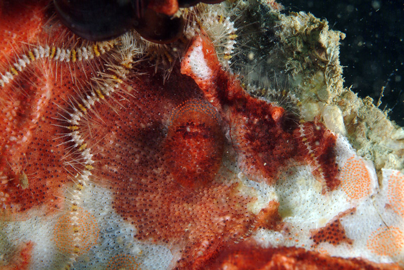 Onchidoris neapolitana